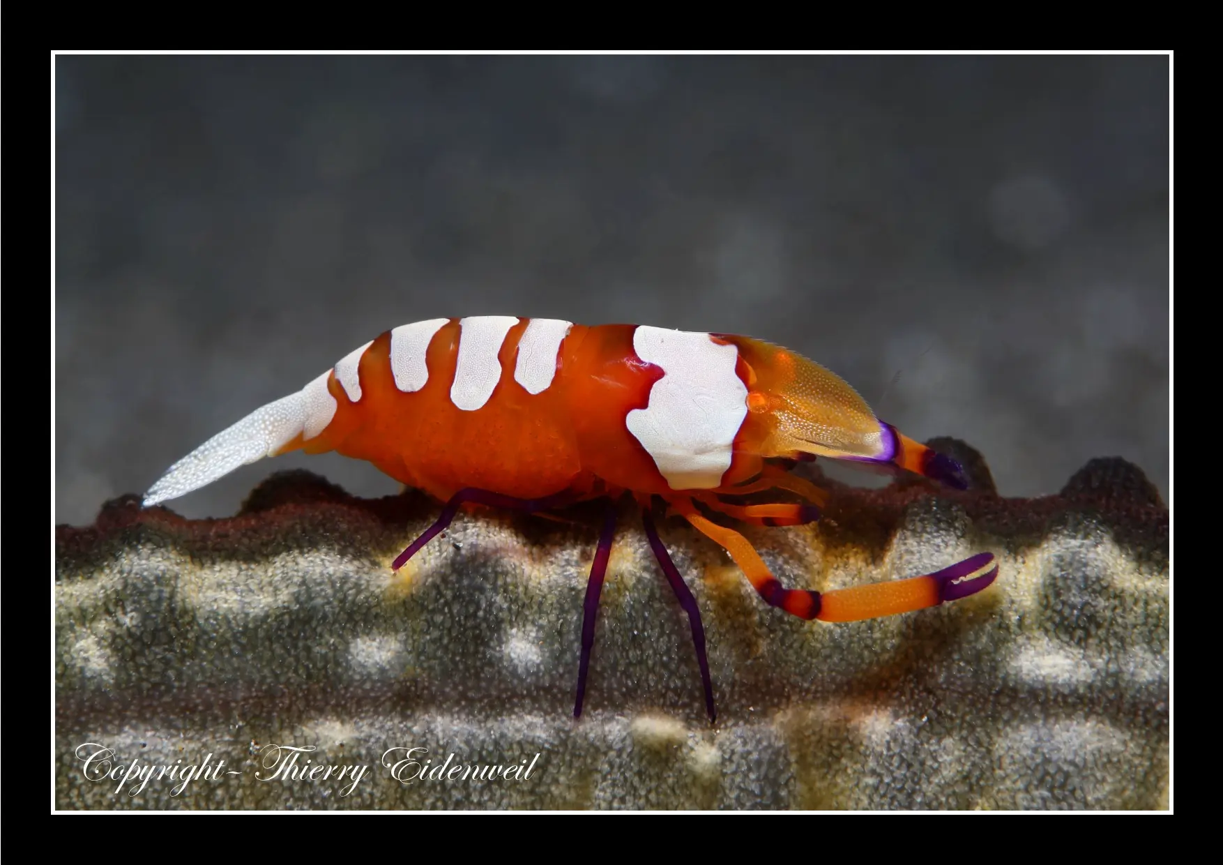 Anilao Macro Dive Media Highlight